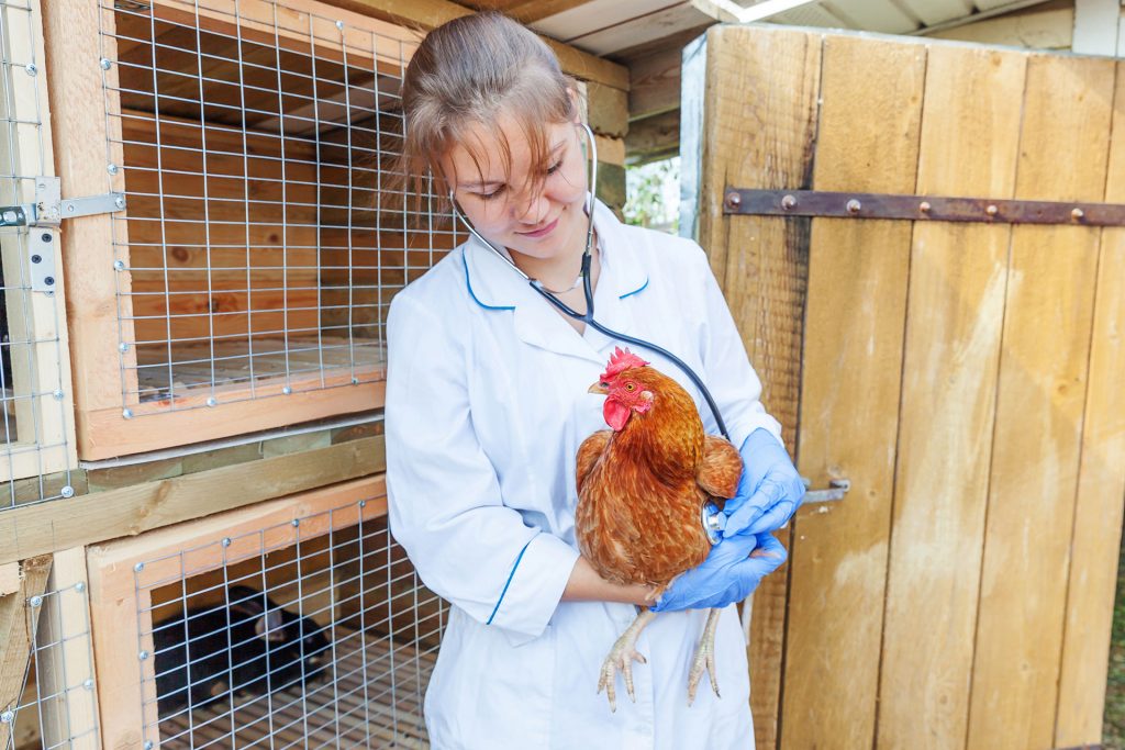 Inside the life of an avian veterinarian