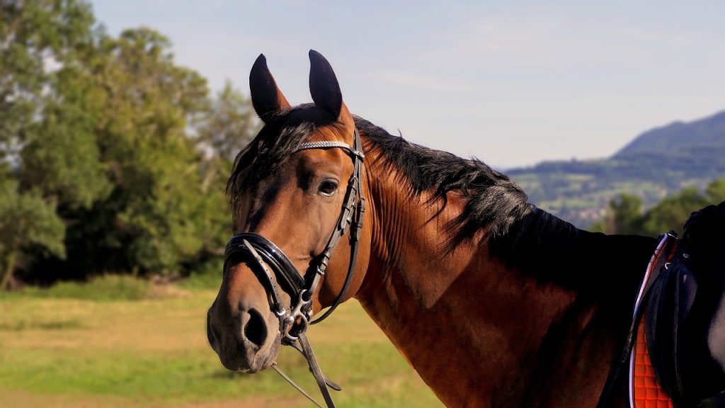 How to Choose the Best Horse Riding Accessories.