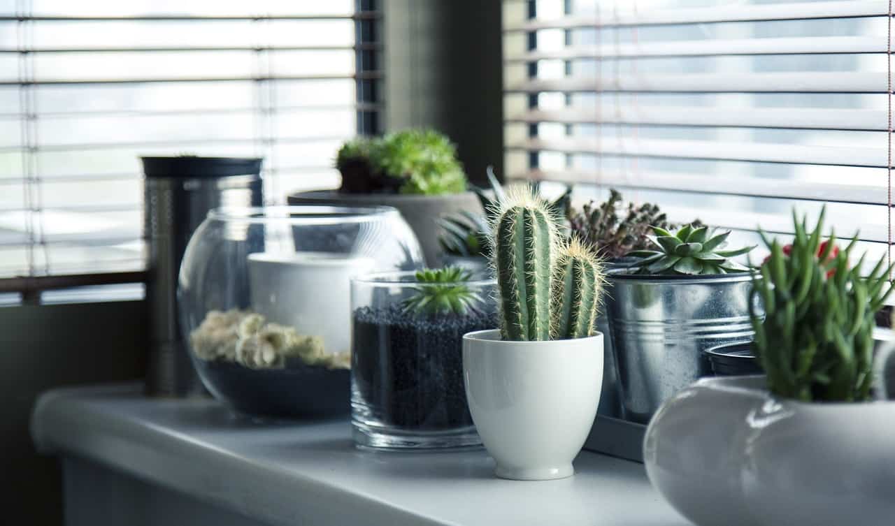 pot plants - pots-plants-cactus-succulents-716579/